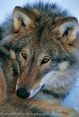 Wolf, Captive shot, Norway