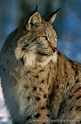 Lynx, Captive shot, Norway