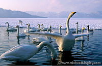 Whooper Swans, Hokkaido, Japan
