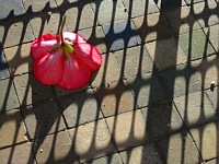 Red Flower