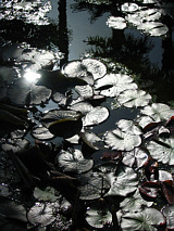 Ninfee controluce