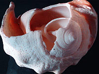 Shell 2