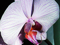 Orchid 3