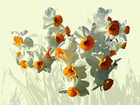 Paper Whites