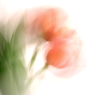 Tulipani (Tulips)