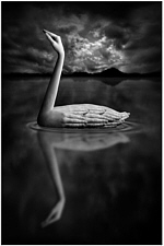 Swan Lake
