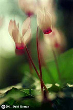 Blossom